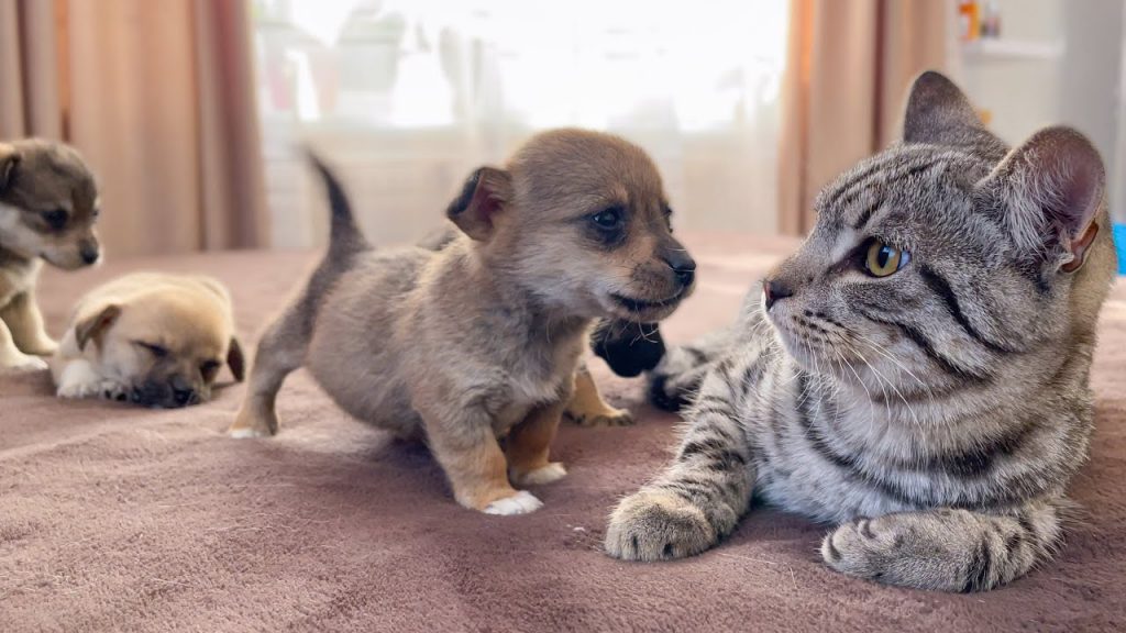 Funny Cat Reaction to Puppies [Kitty sees them for the First Time]